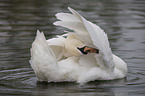 mute swan