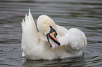 mute swan