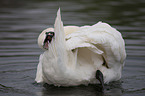 mute swan