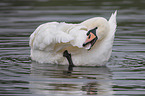 mute swan