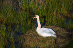 mute swan