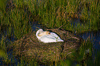 mute swan