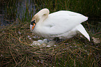 mute swan