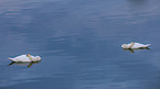 mute swans