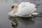 mute swan