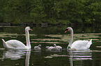 mute swans