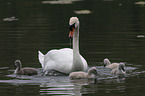 mute swans