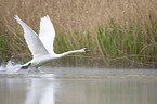 Mute Swan flies over the lake