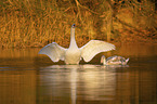 mute swans on the lake