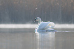 mute swan swims at the lake