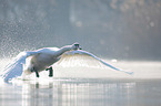 Mute Swan flies over the lake