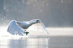 Mute Swan flies over the lake