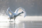 Mute Swan flies over the lake