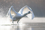 Mute Swan flies over the lake