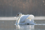 mute swan swims at the lake