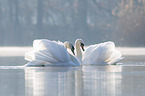 mute swans on the lake