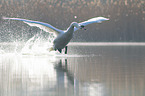 Mute Swan flies over the lake