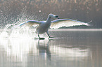 Mute Swan flies over the lake