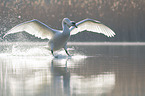 Mute Swan flies over the lake