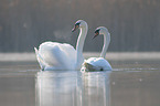 mute swans on the lake