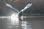 Mute Swan flies over the lake