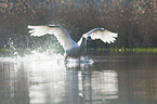 Mute Swan flies over the lake