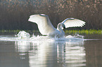 Mute Swan flies over the lake