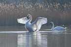 mute swans on the lake