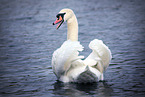 swimming Mute Swan