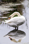 standing Mute Swan