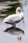 standing Mute Swan