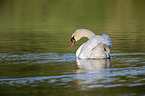 swimming Mute Swan