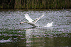 flying Mute Swan