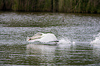 flying Mute Swan