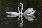 swimming Mute Swans