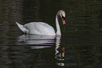 swimming Mute Swan