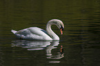 swimming Mute Swan
