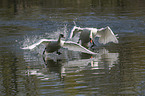 flying Mute Swans