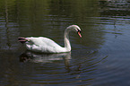 swimming Mute Swan