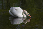 swimming Mute Swan