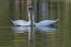 swimming Mute Swans