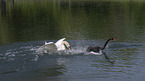 Mute Swan with Black Swan