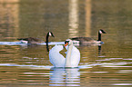Mute Swan with Canada Goose