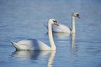 swimming Mute Swans