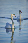 swimming Mute Swans