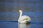 swimming Mute Swan