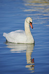 swimming Mute Swan