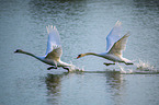 Mute Swans