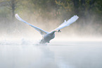 flying Mute Swan