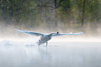 flying Mute Swan